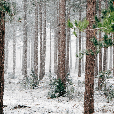 Trees help to regulate climate