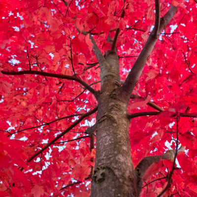 Red Maple - Plant A Tree Kit