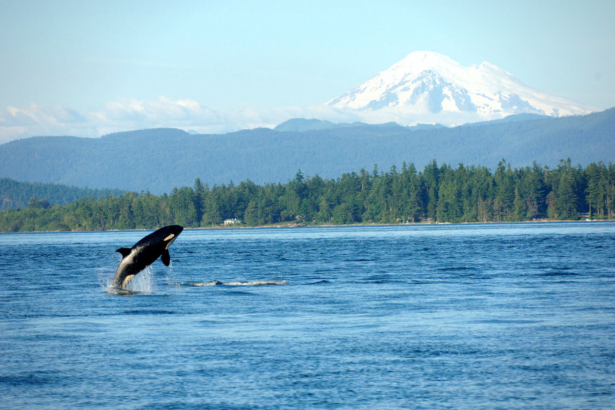 The pacific northwest 