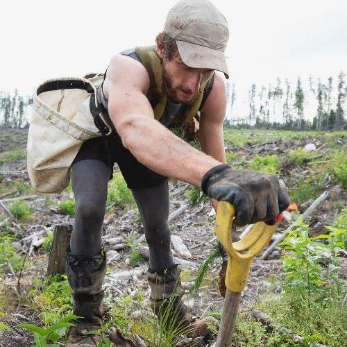 Restore Salmon Habitat