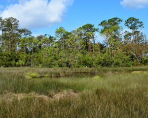 Florida wetlands