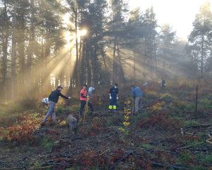 Tree planting site in Spain