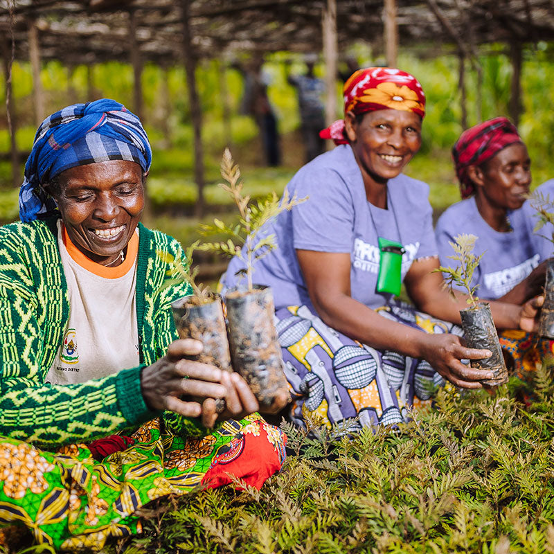 Plant trees in Africa