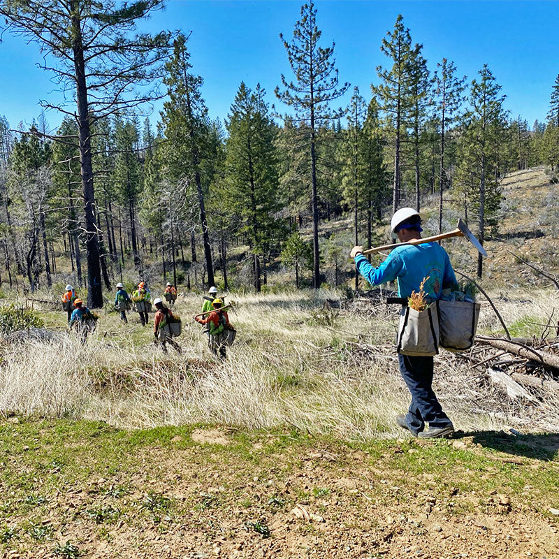 Plant trees in California