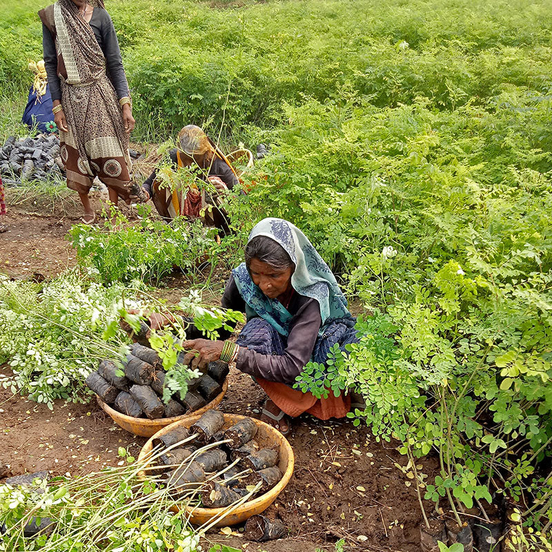 Plant trees in India