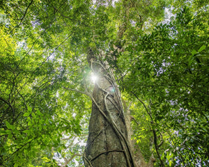 Profile of a tree