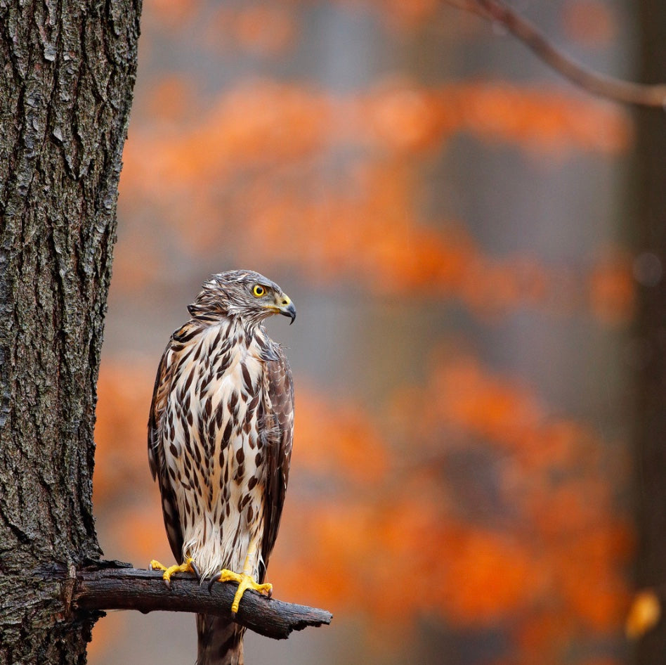 PROTECT BIODIVERSITY BY CREATING WILDLIFE HABITAT