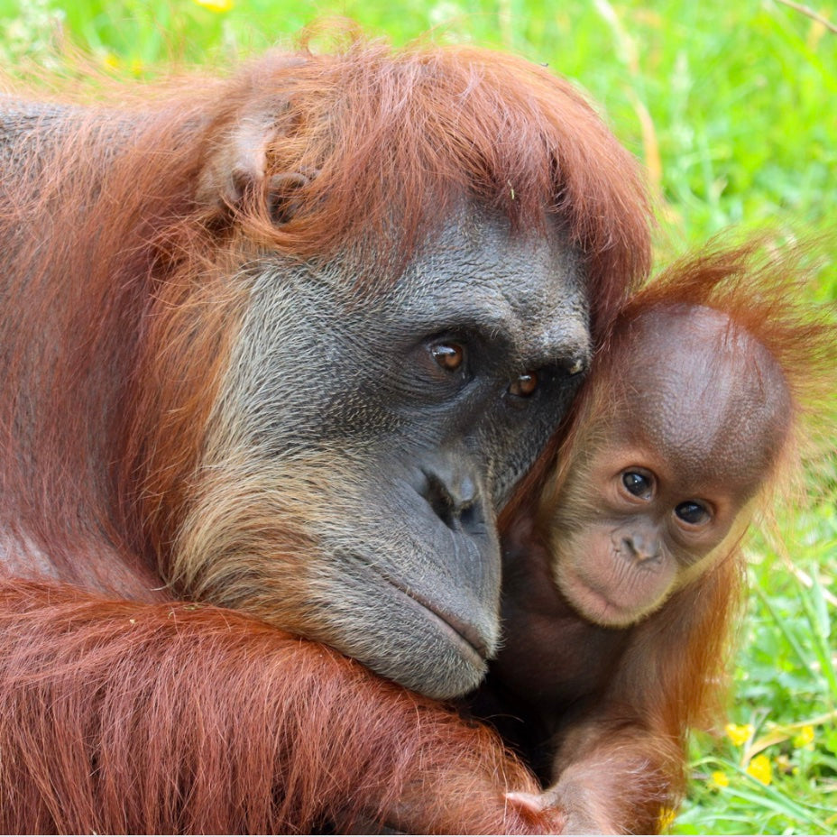 protect endangered wildlife.jpg__PID:47ace5a4-7a40-48c3-a112-96a4b98f0778