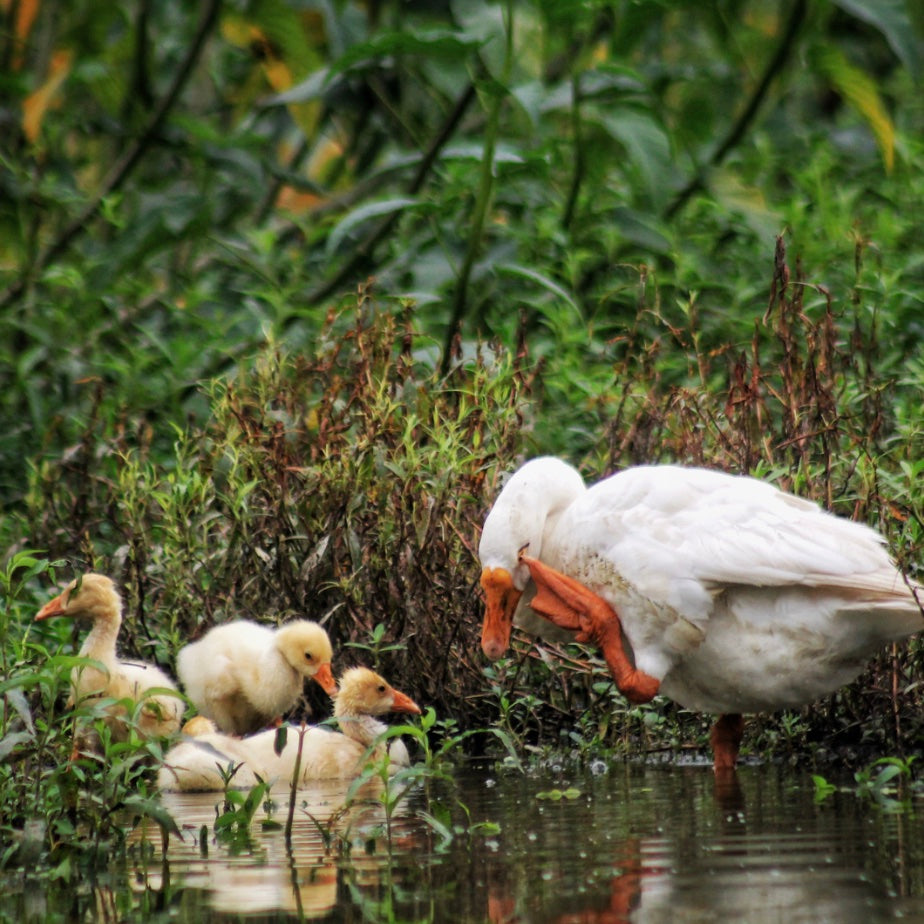 Florida Wildlife - Birds