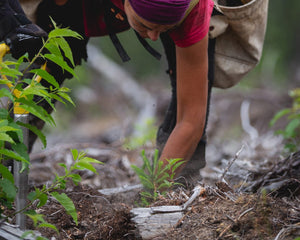 Sapling being planted