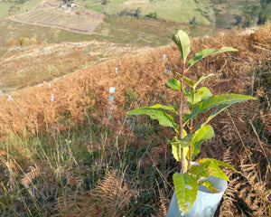 Tree planting site in Europe