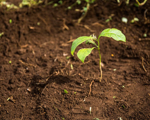 Seedling in the ground