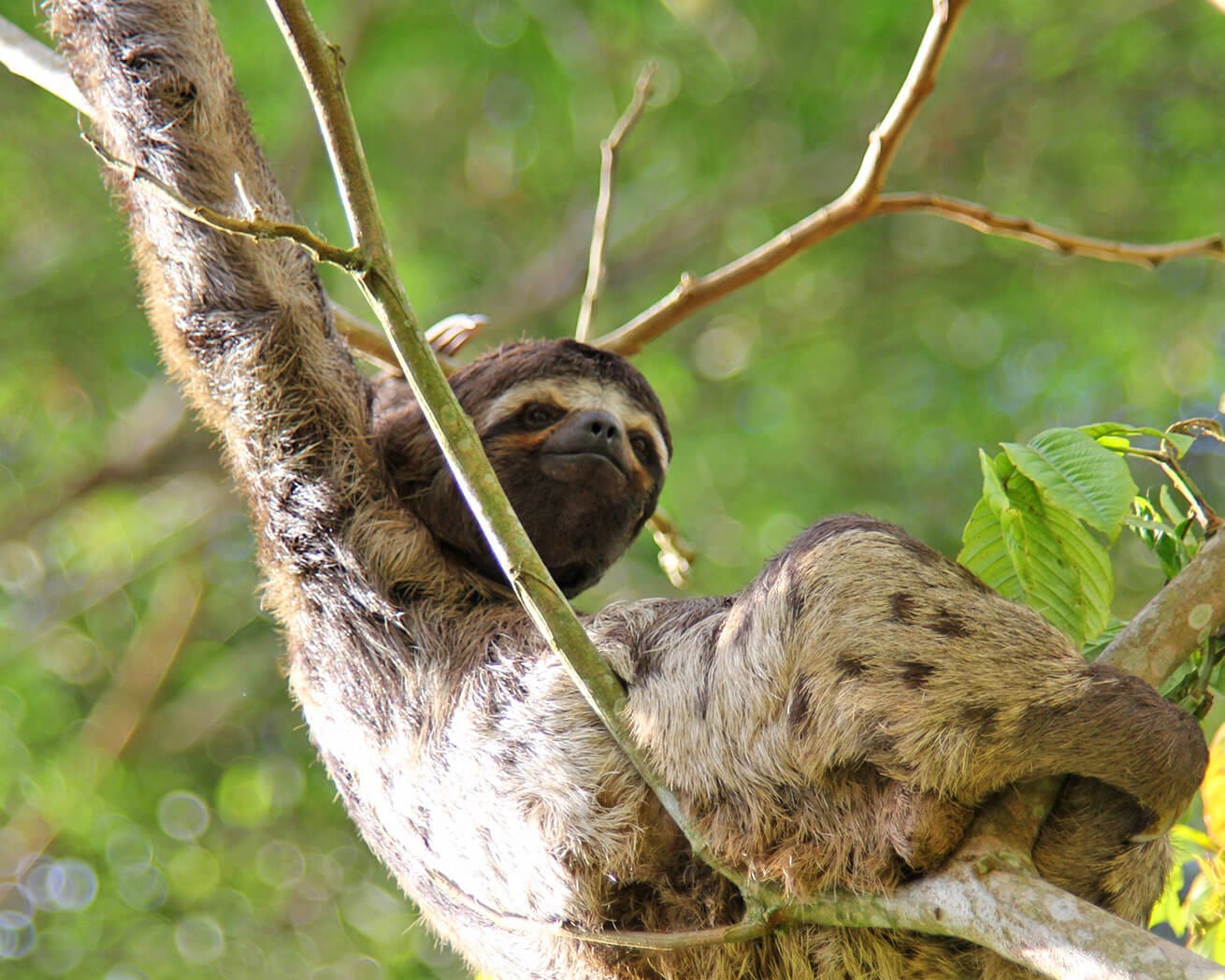 Sloth in a tree