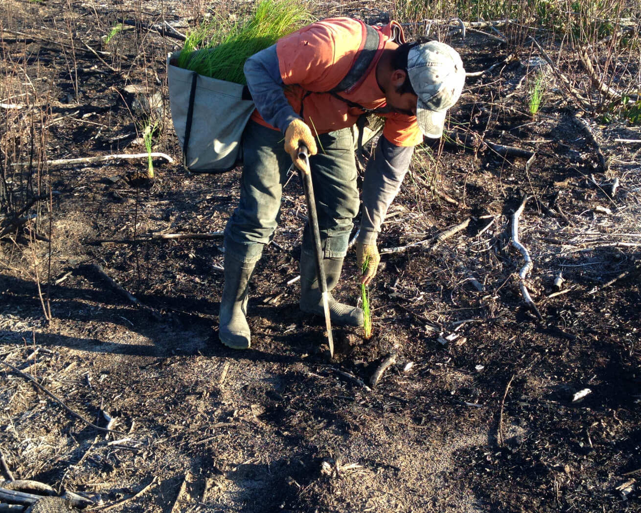 Tree planter planting a sapling