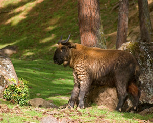 takin in bhutan