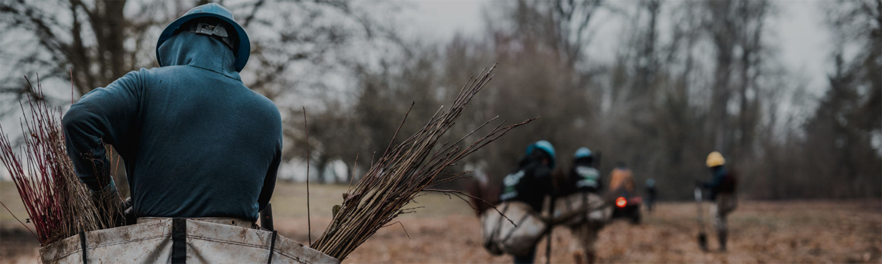 Tree planting for forest fire recovery