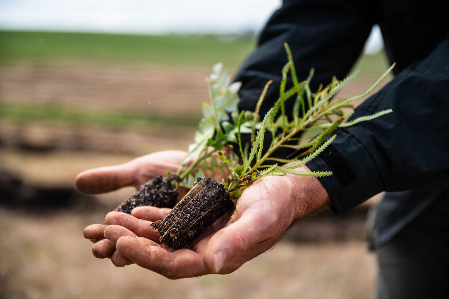 Tree saplings in hands