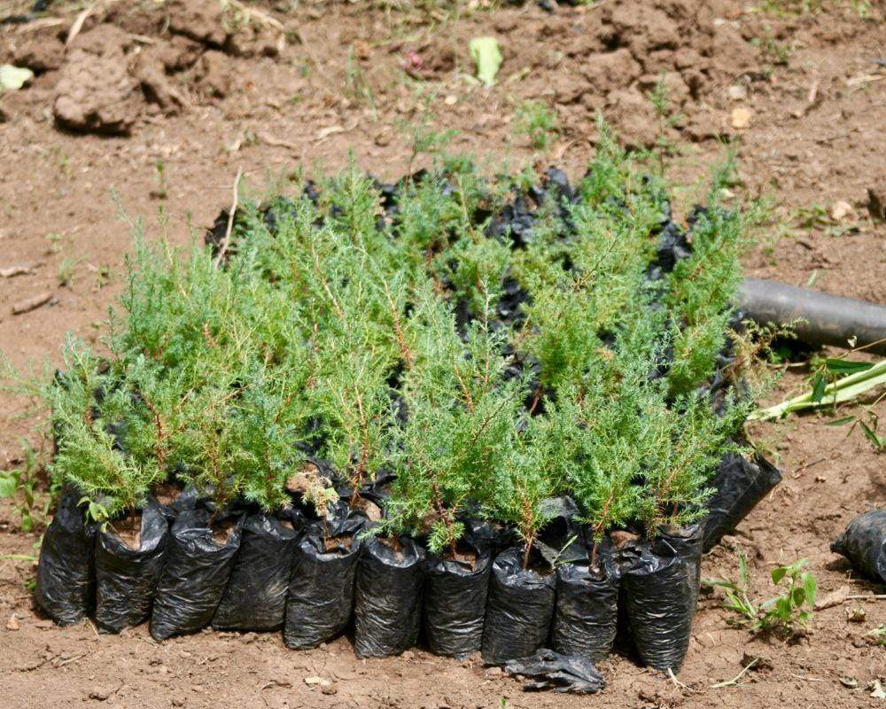 Uganda | One Tree Planted