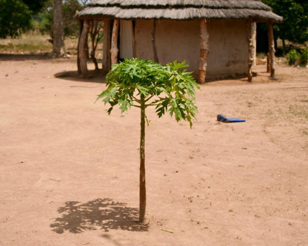 Uganda | One Tree Planted