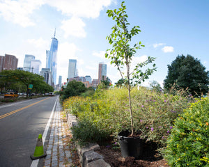 Tree planting in city park