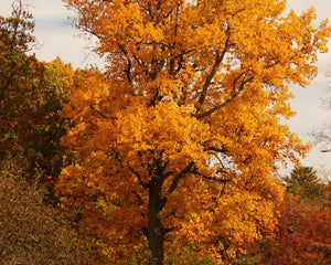 Fall Foliage