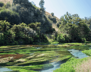 New Zealand