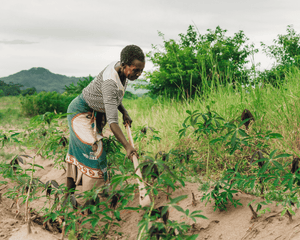 Malawi