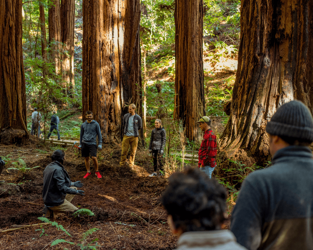 Plant Trees in California - One Tree Planted