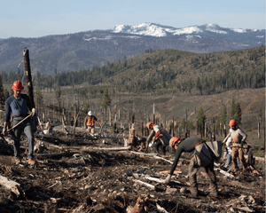 Forest Fire Recovery