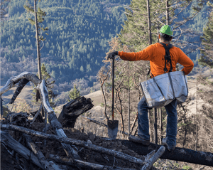 Forest Fire Recovery