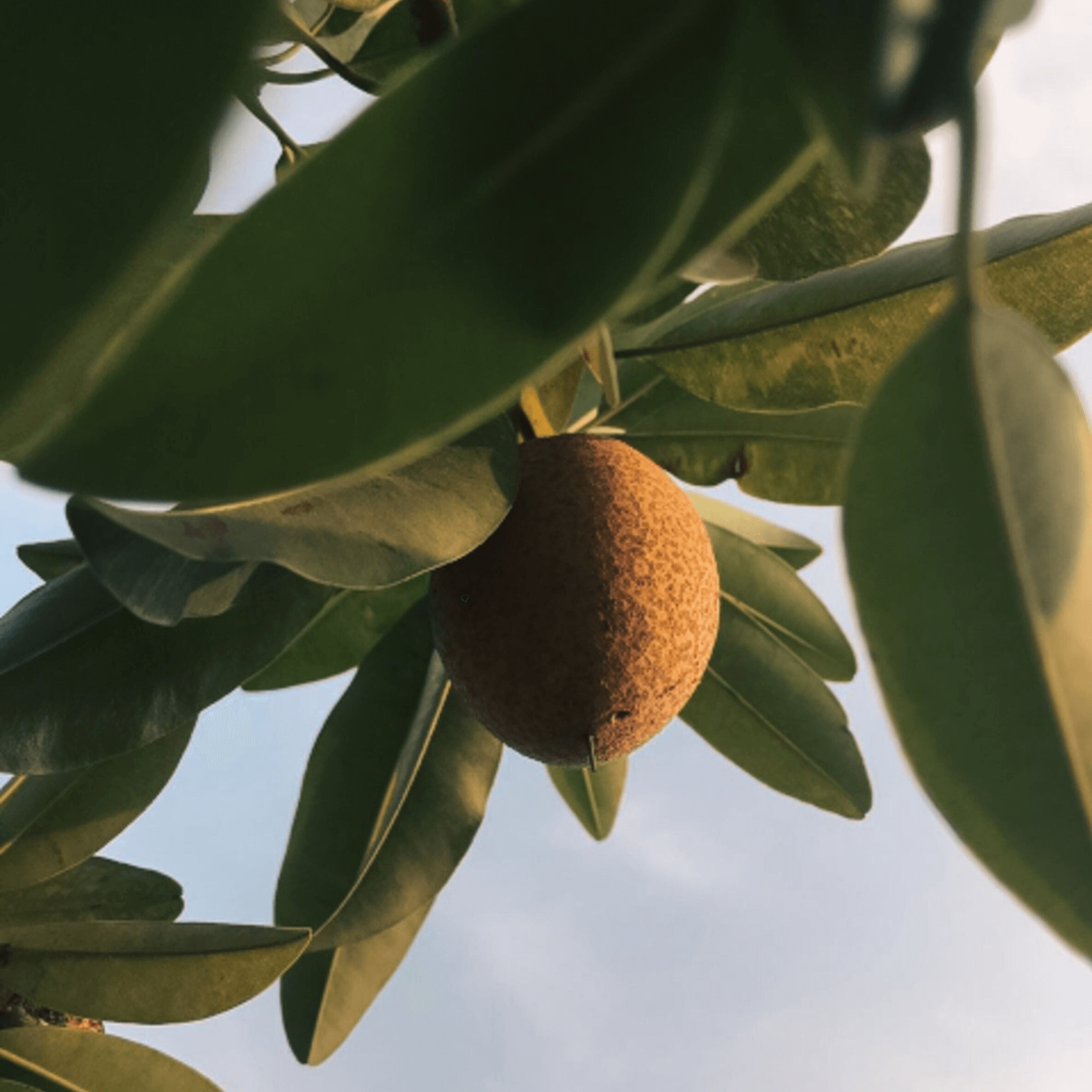 Fruit Trees