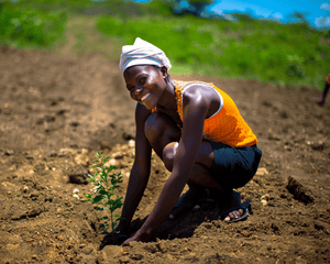 Plant Trees in Haiti - One Tree Planted