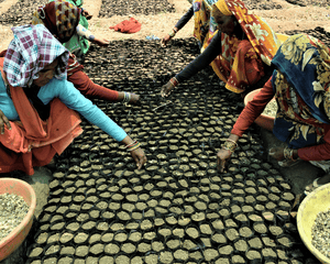 Plant Trees in India - One Tree Planted