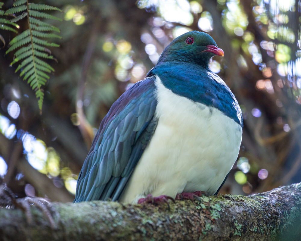 New Zealand Wildlife