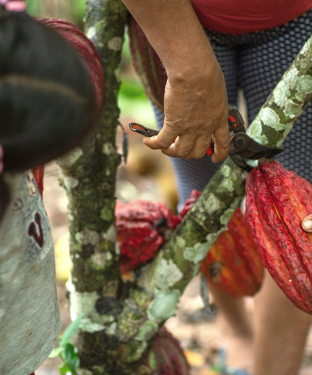 Peruvian Amazon