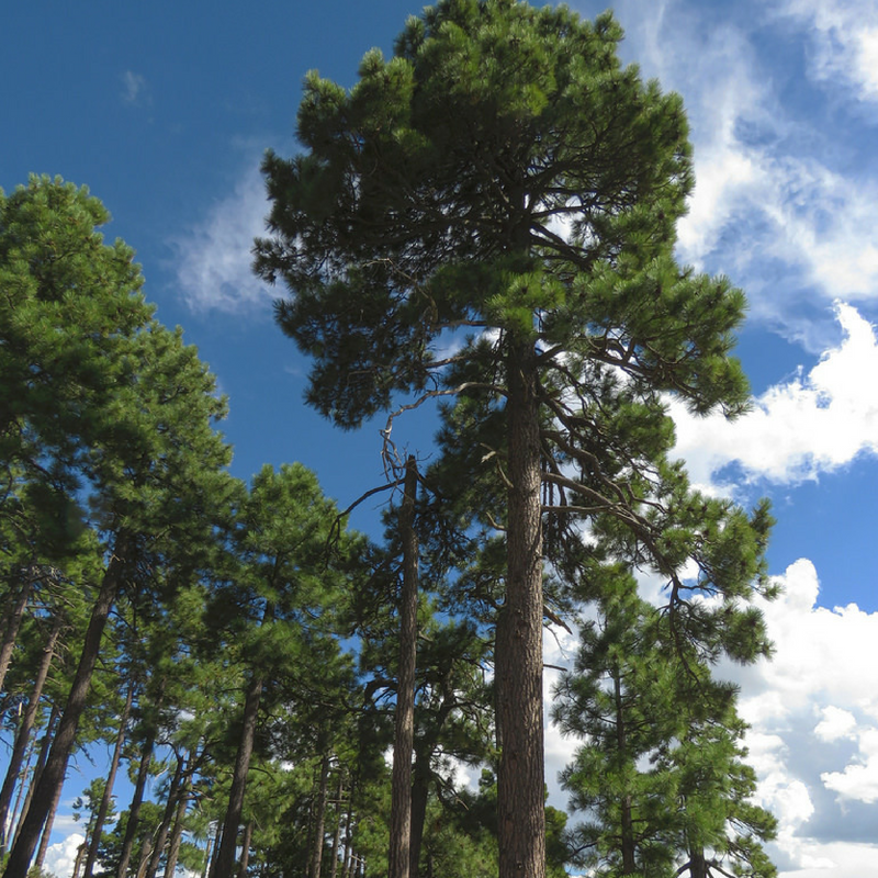 Ponderosa Pine - Plant A Tree Kit